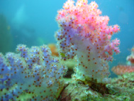 Coral 2